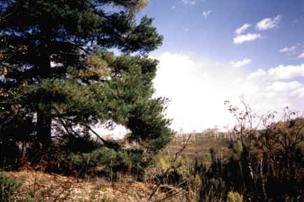 Cliff.jpg (20510 bytes)