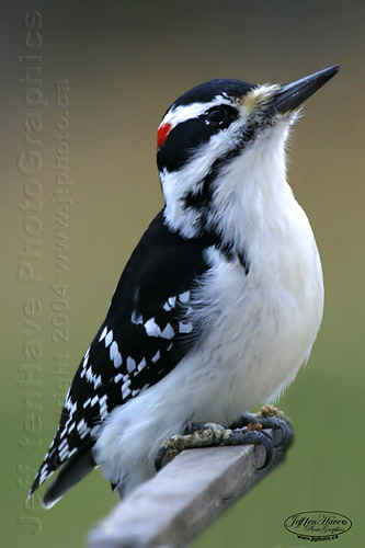 woodpecker.jpg (71390 bytes)